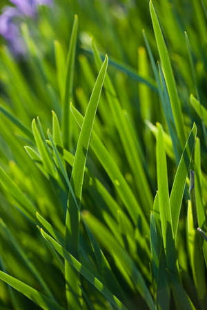 fresh and green leaves (shallow DOF)