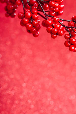 european holly on red background (shallow DOF) の写真素材