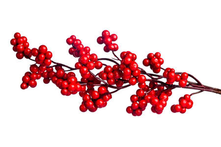 european holly isolated on white backgroundの写真素材
