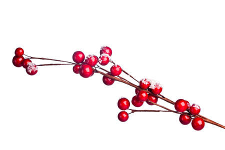 european holly isolated on white backgroundの写真素材