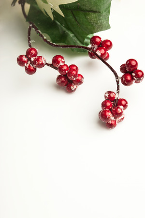 european holly on white backgroundの写真素材