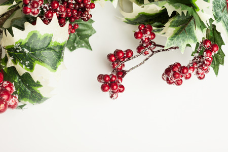 european holly on whiteの写真素材
