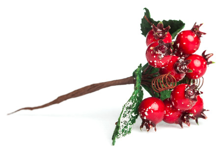 european holly isolated on white backgrounの写真素材