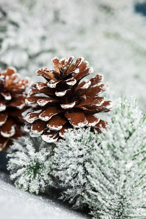branch of Christmas tree with pineconeの写真素材