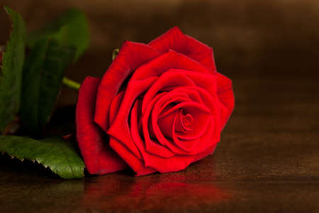 many red rose in shallow DOFの写真素材