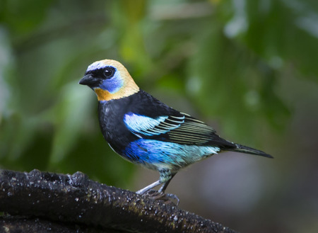 Perched Goden-hooded Tanagerの写真素材