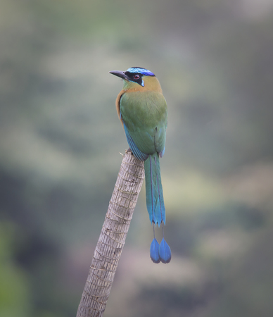 Image of Perched Blue-crowned Motmotの写真素材