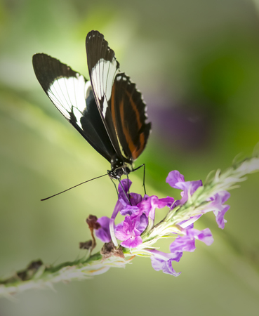 Heliconius cyndo Butterfly on purple porterweed