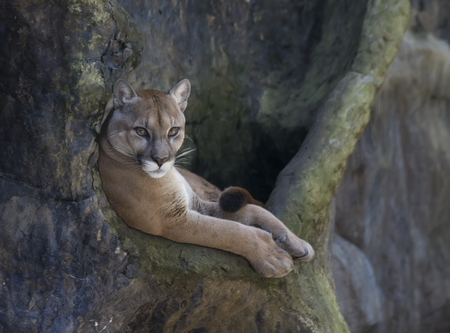 Mountain Lion looking at meの写真素材