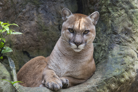 Mountain Lion staring straight at meの写真素材