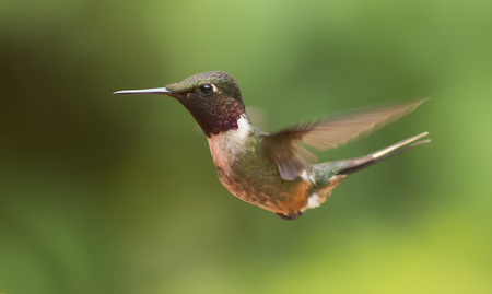 Magenta-throated Woodstar Male in flight hoveringの写真素材