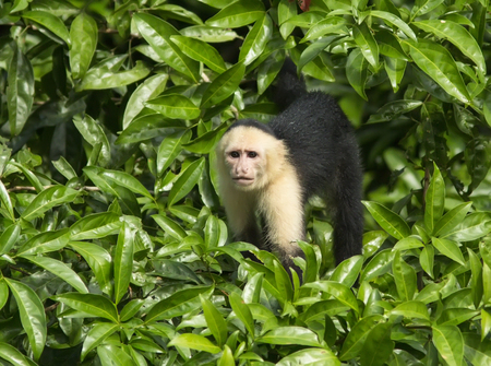 Capuchin White Faced Monkey climbing in a tree