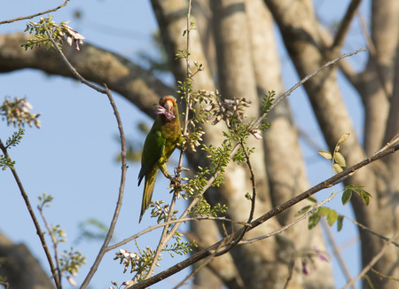 Orange-fronted Parakeet eating flower blossoms