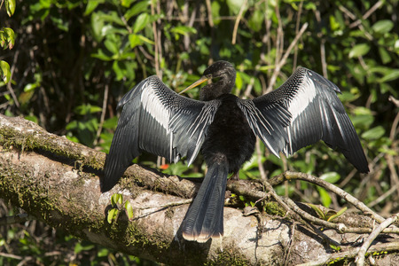 Anhinga Male drying his wingsの写真素材