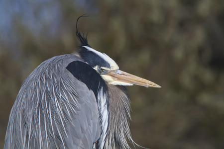 Portrait of a Great Blue Heron with the wind blowing his tassleの写真素材