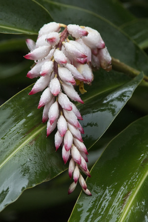 Shell Ginger, Alpinia zerumbet with water dropletsの写真素材