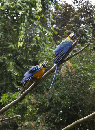 Pair of Blue and Yellow Macaws perched on a branch