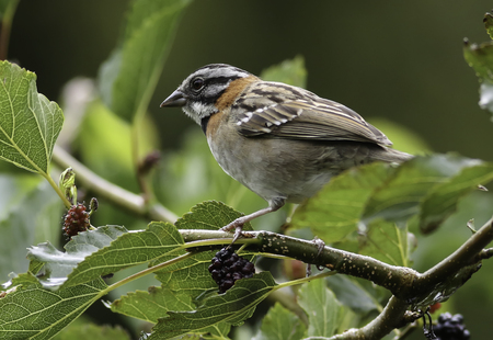 Rufous-collared Sparrow perched in a berry treeの写真素材