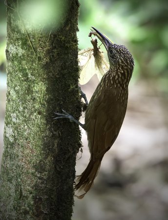 Streak-headed Woodcreeper with insect in his beekの写真素材