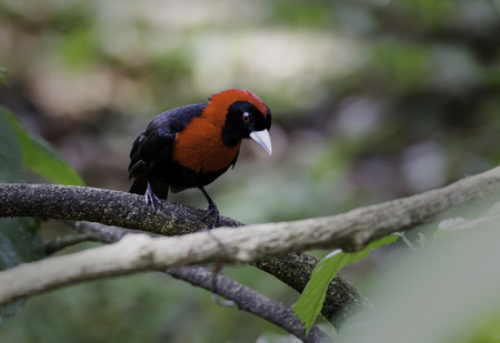 Crimson-collared Tanager perched on a branchの写真素材