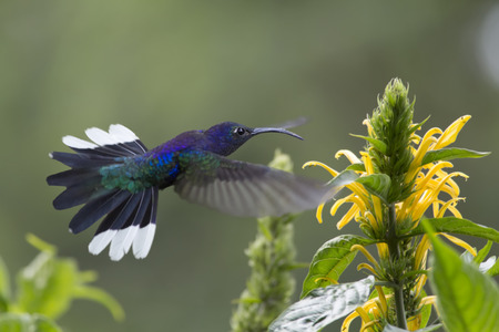 Violet Sabrewing in flight eating nectar from a flowerの写真素材