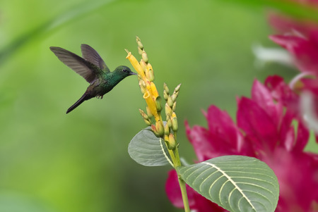 Bronze-tailed Plumeleteer in flight eating nectar from a flowerの写真素材