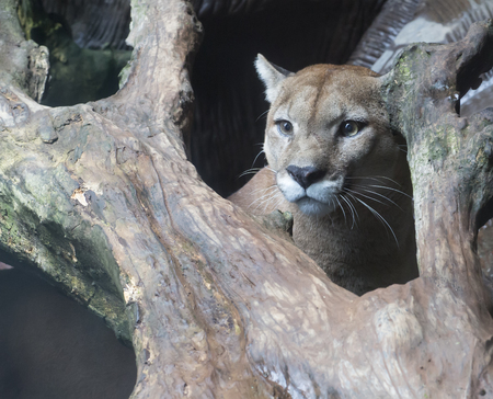 Mountain Lion peering out from behind the treeの写真素材