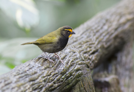 Male Yellow-faced Grassquit standing on a logの写真素材