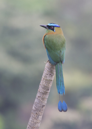 Lesson's Blue-crowned Motmot perched on a stickの写真素材