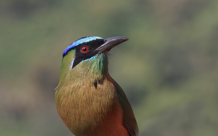 Portrait of a Lesson's Blue-crowned Motmot with red eye glowingの写真素材