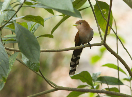 Squirrel Cuckoo perched on a branchの写真素材