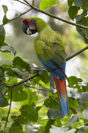 Back view of a Great Green Macaw perched in a tree eatingの写真素材