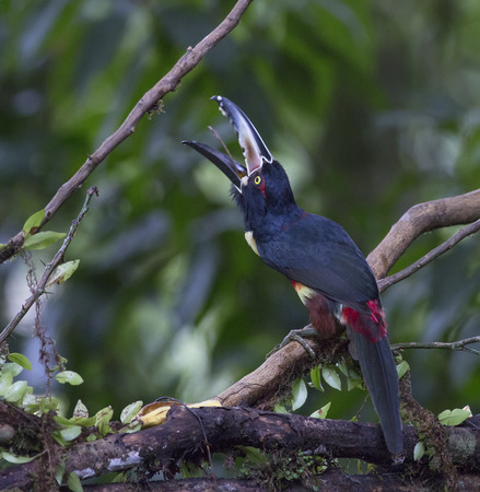 Collared Aracari mouth wide open eating bananaの写真素材