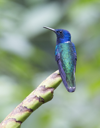 White-necked Jacobin perched with view of his backの写真素材