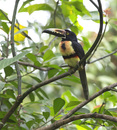 Collared Aracari perched on a branchの写真素材