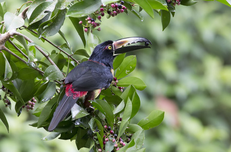 Collared Aracari with a berry is his beakの写真素材