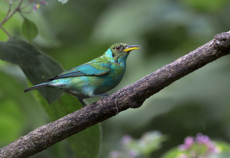 Molting Green Honeycreeper perched on a branchの写真素材