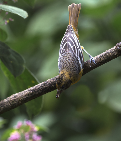 The back of a Juvenile Baltimore Orioleの写真素材