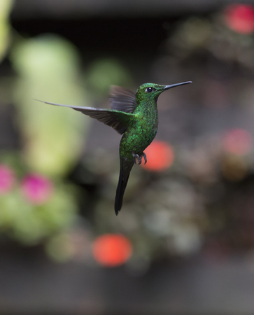 Green-crowned Brilliant Hummingbird in flightの写真素材