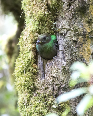 Female Resplendent Quetzal poking her head out of a nestの写真素材