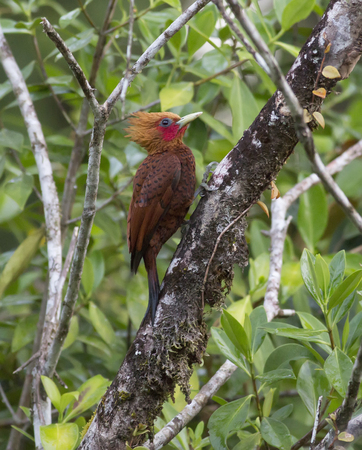 Chestnut-colored Woodpecker clinging to a treeの写真素材