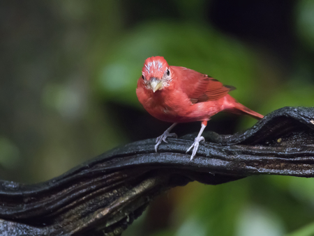 Male Summer Tanager perched on a branchの写真素材