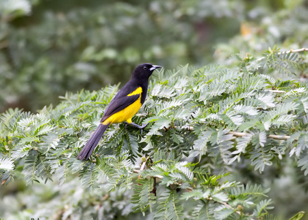 Black-cowled Oriole perched in a treeの写真素材