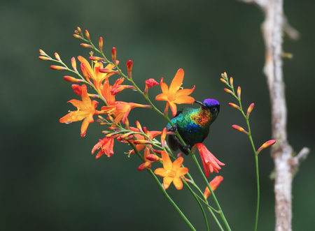 Fiery-throated Hummingbird perched on a flowerの写真素材