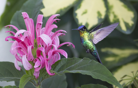 Fiery-throated Hummingbird getting nectar from a flowerの写真素材