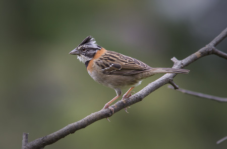 Rufous-collared Sparrow perched on a branchの写真素材