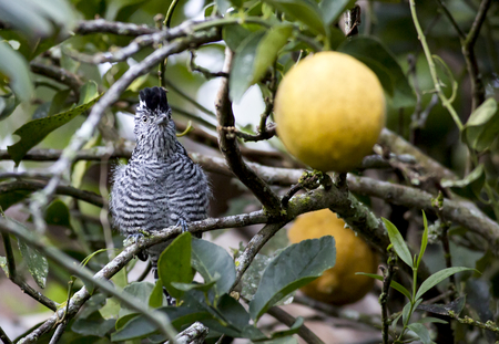 Male Barred Antshrike perched in a treeの写真素材