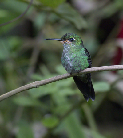 Juvenile Green-crowned Brilliant perched on a branchの写真素材