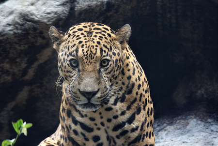 Surprised Leopard looking directly at me closeup faceの写真素材