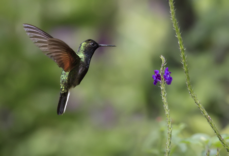 Black-bellied Hummingbird in flight eating nectarの写真素材